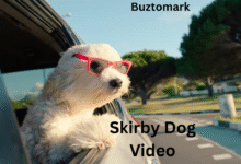 skirby dog video